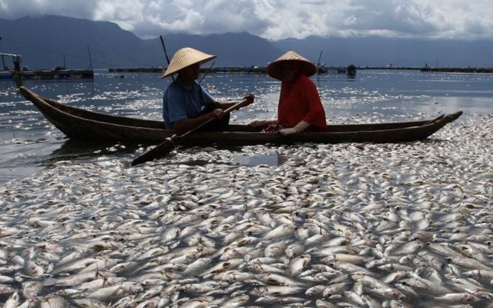Giải mã vụ hàng trăm nghìn tấn cá chết nổi trên hồ núi lửa tại Indonesia